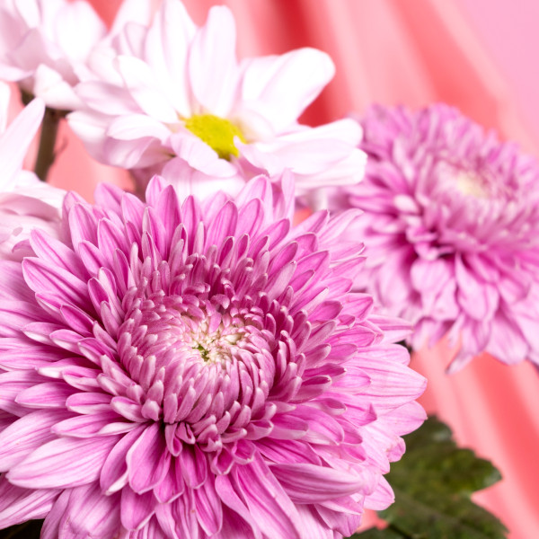 <strong>Fermeture exceptionnelle le samedi 1er novembre ! </strong>